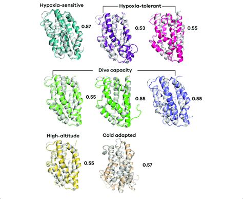 Predicted Tertiary Structure Alignment Of Heme Oxygenase Ho Of