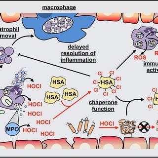 Reaction Of HOCl With Amino Acid Side Chains In Proteins The Initial