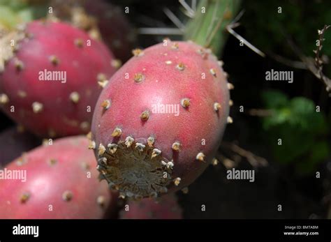 Prickly Pear Cactus Fruit Tuna In A Park In Central Mexico Stock