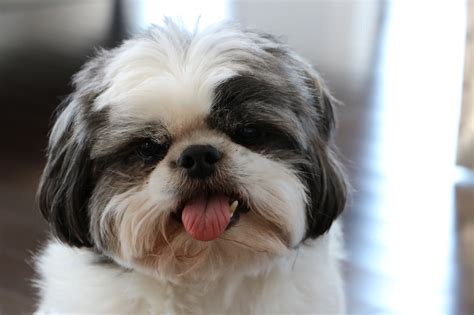 Black And White Shih Tzu