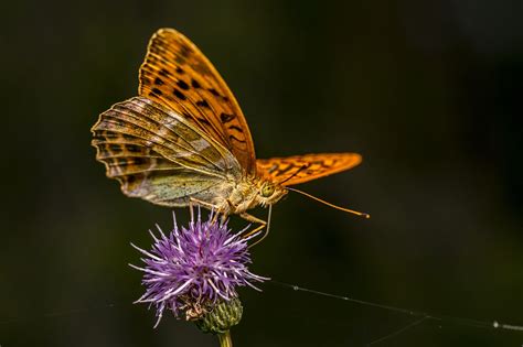 Motyl Owad Skrzydło Darmowe Zdjęcie Na Pixabay Pixabay