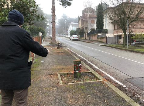 Cesena Abbattuti Gli Alberi Rosa Sconcerto In Via Mascagni