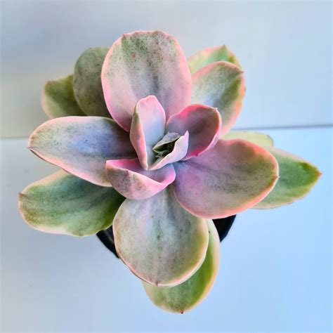 Suculenta Echeveria Decora Variegata Verde Amor Jardinagem