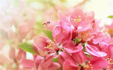 Pink Apple Flowers MacBook Air Wallpaper Download | AllMacWallpaper