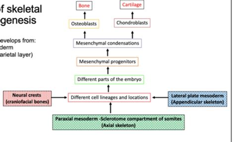 Lecture 1: Skeletal morphogenesis and embryological development (SA ...