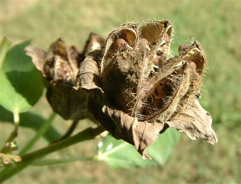 Pink Hibiscus Seed Pods 2 Flickr Photo Sharing