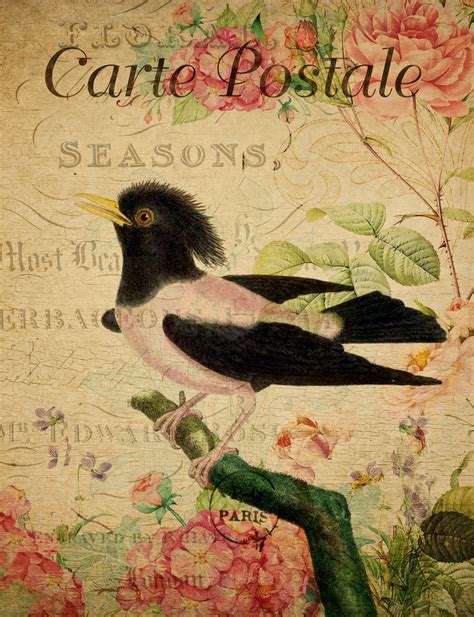 Vintage Floral French Bird Postcard Free Stock Photo Public Domain