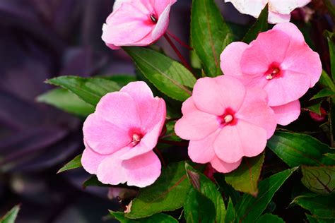 Topo 75 Imagem Impatiens Balsamina Nome Popular Br Thptnganamst Edu Vn