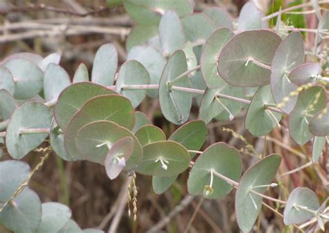 Eucalyptus Cinerea Silver Dollar Eucalyptus Growing Guide