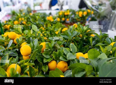 Tangerine Tree In A Flower Pot With Fruits On The Shelf Of A Flower Shop Indoor Plant Tangerine