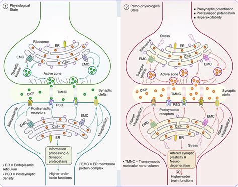 Overview Of Er Endoplasmic Reticulum Metaplasticity In Neurons 1