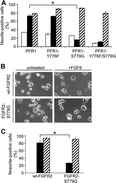 Ser 779 In The Cytoplasmic Tail Of FGFR1 And FGFR2 Is Required For