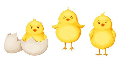 baby chick - Clip Art Library