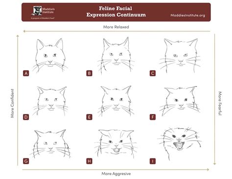 cats bite understanding  managing feline aggression