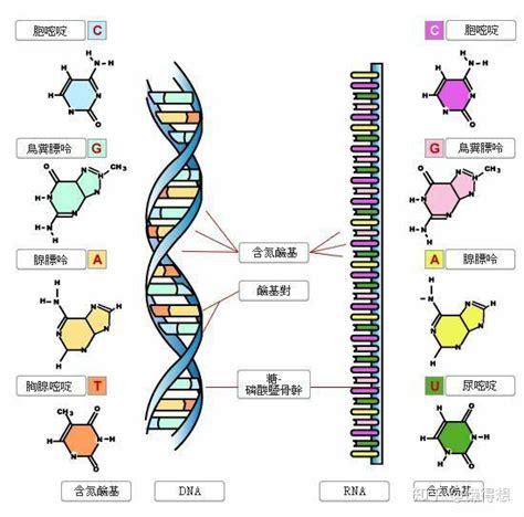 Rna 有什么作用，是什么物质？ 知乎