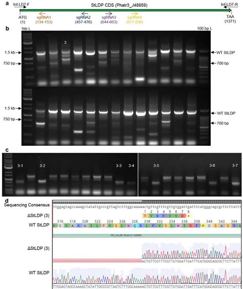 Pcr Screening For Gene Editing In Primary Exconjugants In P