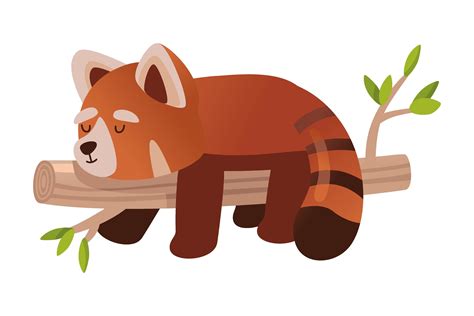 Cute Cartoon Red Panda Sleeping On Bambo Graphic By Pch Vector