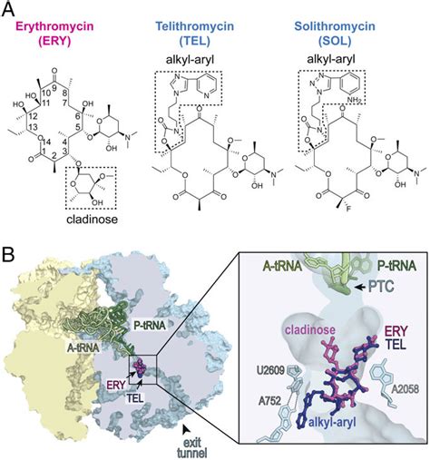 Bacteriostatic And Bactericidal Macrolide And Ketolide Antibiotics Bind