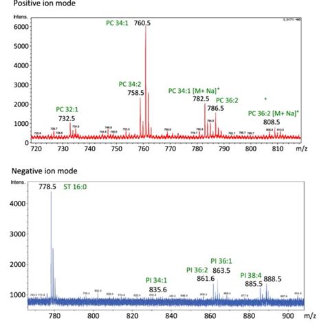 Maldi Mass Spectra From A Single Oocyte Measured In The Positive And Download Scientific