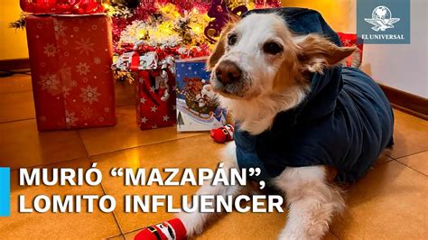 Adi S Mazap N Muere Perrito Que Se Hizo Viral Tras Mudarse De M Xico