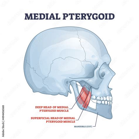 Medial Pterygoid Facial Muscle As Masticatory Muscular System Part