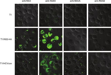 Subcellular Localization Of Hcv Proteins In T1ns3 4a And T1hcvcon