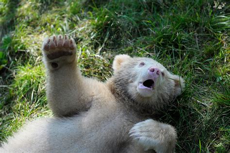 Albino Bear - Tumblr Gallery