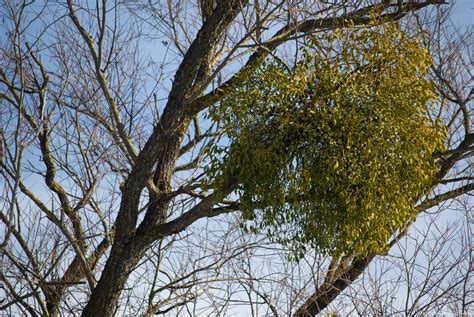 Mistletoe