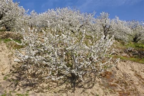 Cherry Blossom In Jerte Valley Caceres Spring In Spain Stock Image