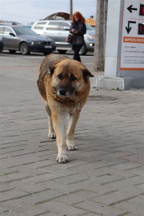 Chien Sans Abri Dans La Rue De La Ville Image Stock Image Du Ville