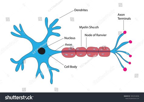 Biological Anatomy Typical Neuron Cell Detailed Stock Vector Royalty