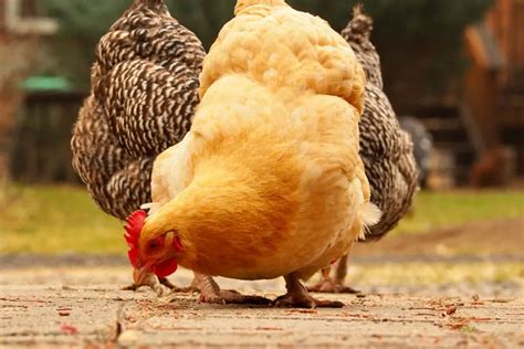 10 Stunning Yellow Chicken Breeds For Your Backyard Coop The Hip Chick