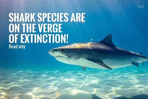 Shark Species Are On The Verge Of Extinction Read Why