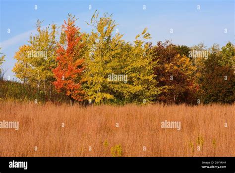 beautiful trees  autumn stock photo alamy