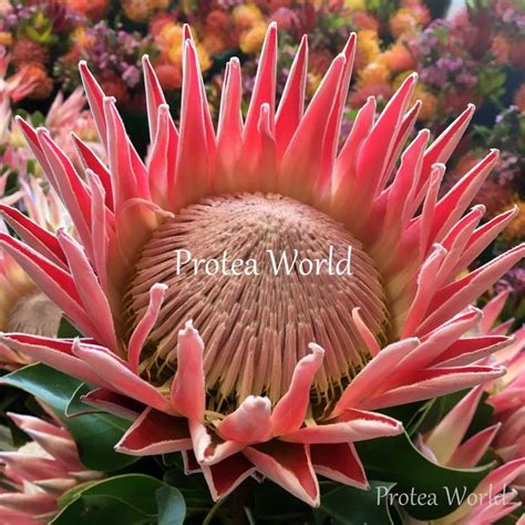 Protea World Protea Plants Online And Nursery Cynaroides King