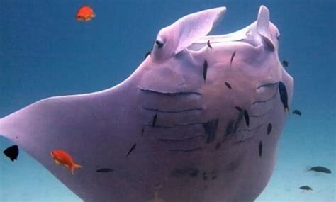 Jaw Dropping Photos And Facts Of Pink Manta The Rarest Creature On Earth