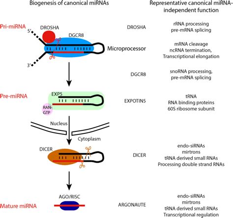 Biogenesis Pathway Of Canonical Mirnas Canonical Mirna Independent