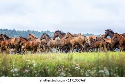 Herd Running Horses Stock Photo 1171300969 | Shutterstock