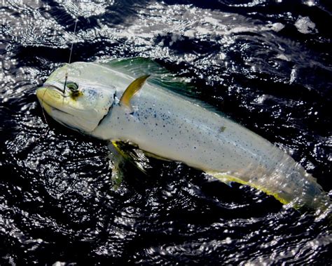 Migrant Pelagic Fish Back on the Coast | Great Days Outdoors