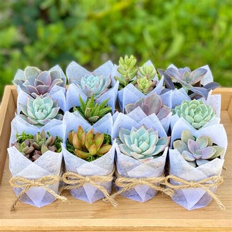 Bridal Shower Succulent Party Favors Ts Set Of 25 Etsy