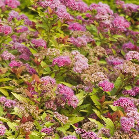 Spiraea Magic Carpet Berns Garden Center And Landscaping Ohio