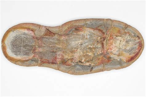 8.7" Triassic Coelacanth (Piveteauia) Fossil - Pos/Neg (#206585) For Sale - FossilEra.com