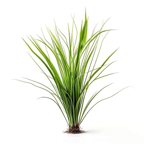 Premium Photo Carex Muskingumensis Muted Green A Palm Sedge Leaf