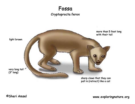 Fossa