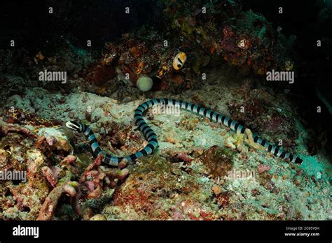 Belcher's sea snake (Hydrophis belcheri) Raja Ampat, West Papua ...