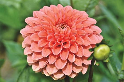 Fonds D Ecran En Gros Plan Dahlias Rose Couleur Fleurs T L Charger Photo