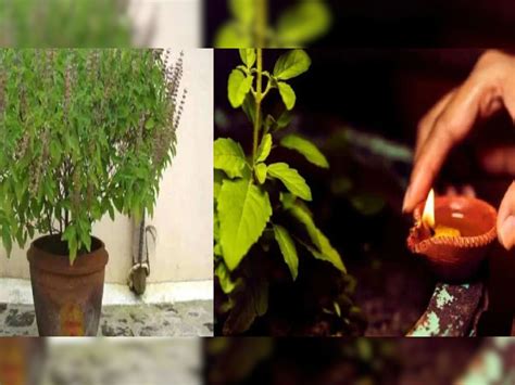 Tulsi Plant Worship At Home Keep This Thing Under Tulsi Plant For Good