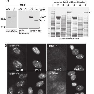 Gfp M Bp Complements A Defect Of Cells Lacking Bp A B