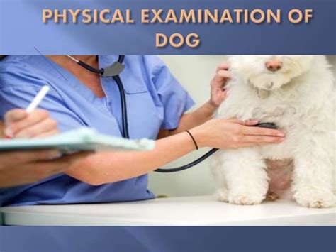 Physical Examination Of The Dogs Ppt