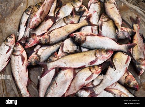 Descubre la fascinante diversidad de la ictiofauna del Río Amu Darya